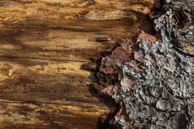 fantezi ahşap dokusu tasarım için kısmen yakın plan parlak güneş ışığı arkaplanı kabuğu