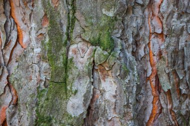 Ağaç kabuğu yosun ile kaplanmış kozalaklı ağaç deseni tasarım için doğal bir zemin