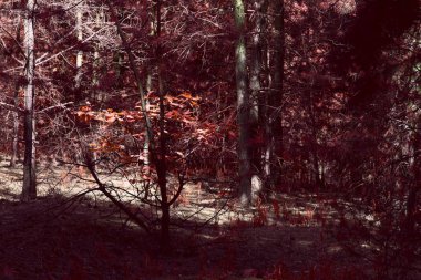 Sonbahar ormanlarında karanlık ve korkunç bir orman. Gizemli ve heyecan verici bir atmosfer etrafında kimse yok.
