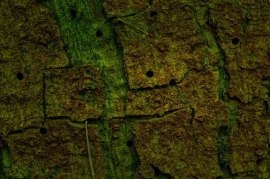 Çam kabuğunun mistik orman dokusu. Tasarım için arka planda koyu yuvarlak delikler var.