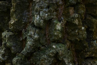 Orman ağacının kabuğu pürüzsüz bir yüzey deseni değildir. Karanlık, gizemli atmosferi çatlatır. Vahşi yaşam tasarım konsepti için doğal duvar kağıdı.