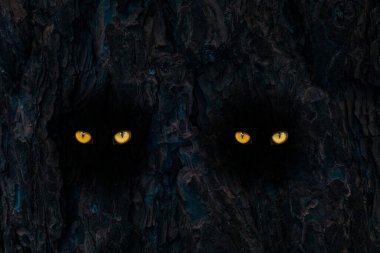 Bir ağaç gövdesinde, doğa konsepti için iki çift ışıldayan turuncu göz.
