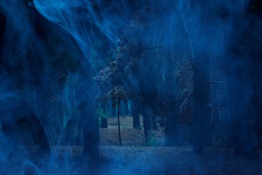 Gece çam ormanının parlak manzarası uzun ağaçların tepelerini kırdı heyecan verici ve gizemli bir atmosfer.