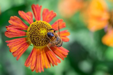 Kırmızı turuncu yapraklı güzel bir çiçeğin üzerindeki arı doğa ve bahçe işleri kavramı.