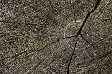 İlginç karanlık çatlaklar, bir orman kütüğünün yüzeyinde tasarım için yakın plan doğal arka plan oluşturur.