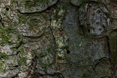 Bir orman ağacının kabuğu gizemli gövde kısmen yosun ve çatlak duvar kağıtlarıyla kaplıdır vahşi yaşam konsepti için.