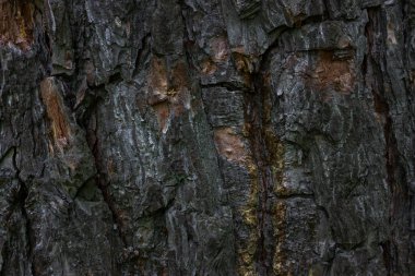 Bir kozalaklı ağacın gri kabuğu. Kısmen soyulmuş doku. Yaban hayatı konsepti için doğal desenli duvar kağıdı.