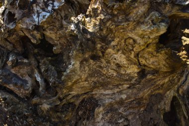 Vahşi yaşam tasarım konsepti için arka planda delikleri olan eski ahşap kaplama vintage gövdenin pürüzsüz dokusu değil