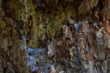Eski bir orman ağacının gövdesinin dokusunu tasarlamak için doğal arka plan