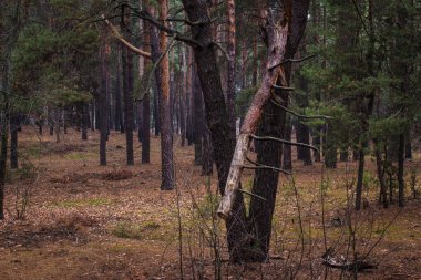 Gizemli bir ormandaki kırık çam çok güzel ve heyecan verici.
