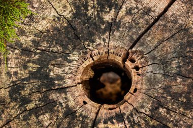 Karanlık çatlakları olan eski bir orman kütüğünün dokusu ve yakın plan tasarım için deliğe yakın plan.