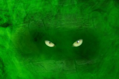 Vahşi hayvanın sarı gözlerinin görülebildiği kalın ve mistik yeşil sis. Vahşi yaşam ve cadılar bayramı kavramı.