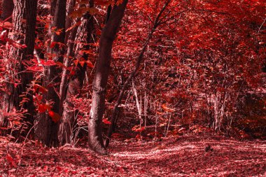 Yoğun ve ince ağaçlı kızıl sonbahar ormanı. Temiz ve doğa kavramının etrafında kimse yok.