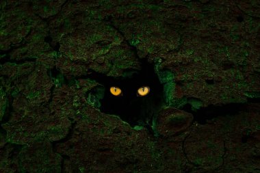 Yeşil yosun kaplı çatlak çam kabuğunun mistik dokusu ve parlak turuncu gözlerin vahşi yaşam kavramını ortaya çıkardığı karanlık, gizemli bir delik.