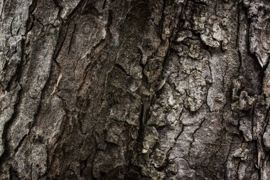 Koyu gri ağaç kabuğu muhteşem doğa tasarımı için fantezi dokusu