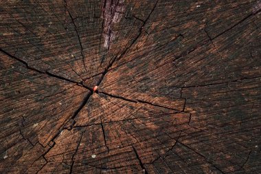 Eski orman ahşabının dokusu doğal desenlerle yakınlaşır. Tasarım çevresi kavramı için arka plan koyu çatlaklar.