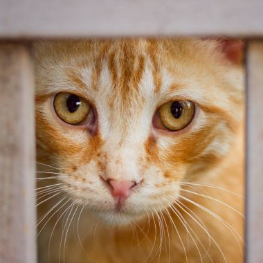 Metal çitler ve sevimli hayvanlar arasındaki kırmızı bir kedinin ağızlığı.