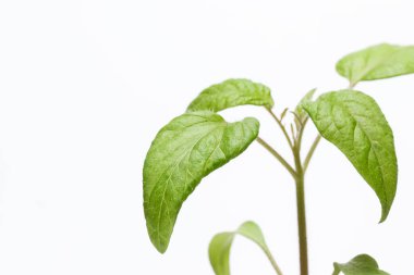 Gri arka plan tarım kavramına yakın domates fidanlarının parlak yaprakları