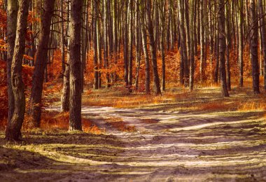 Yol, parlak portakal yaprakları yüksek çam ağaçları ve çok güzel çimenlerle karışık bir sonbahar ormanına doğru uzanıyor.