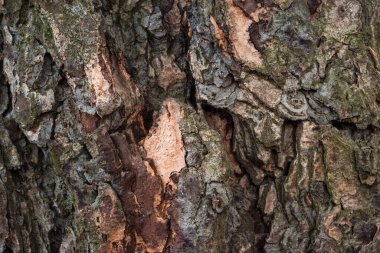 Bir ağaç kabuğunun büyüleyici dokusu tasarım için vahşi doğanın gizemli arka planının yakın plan görüntüsü