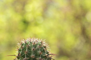 Yeşil kaktüs, parlak bir baharın bulanık arka planında güneş ışığıyla aydınlanır.