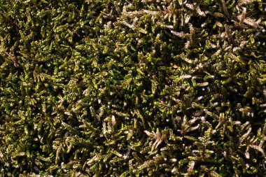 Güneş altında parlayan yeşil yoğun büyüyen yosun ağacı kaplıyor. Yaban hayatı ve orman bitkileri kavramı tasarım için arka planda kalıyor.