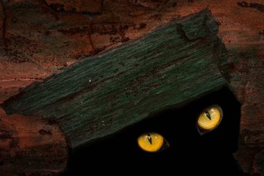 Orman sakinlerinin cadılar bayramı için duvar kâğıdı kavramına yakın bir ağacın kara deliğinde vahşi bir hayvanın parlak gözleri.