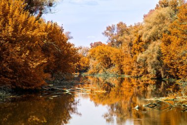 Turuncu yapraklı ağaçlar, mavi gökyüzünün altında yetişir. Yılın altın çağının heyecan verici atmosferi.