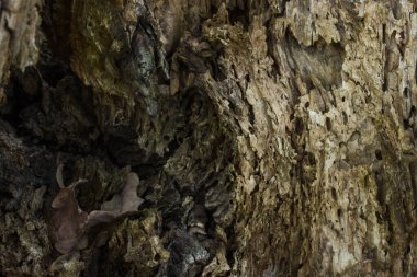 Kabuksuz eski orman ahşap dokusu. Parlak güneş ışığı. Vahşi yaşam tasarım konsepti için gizemli bir atmosfer.