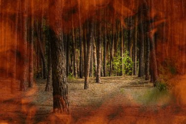 Yaz kozalaklı orman turuncu bir alevle kaplıdır. Orman yangınları ve çevre kavramının etrafında hiç kimse yoktur.