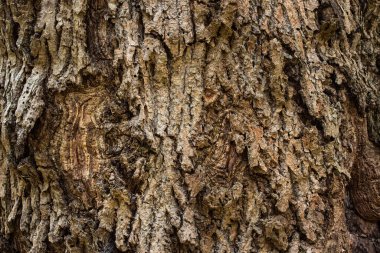 Eski geniş bir ağacın parlak gövdesi yakın plan fantastik düz yüzey değil tasarım için doğal zemin