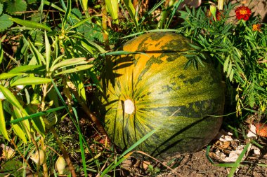 Parlak güneş ışığı kabağı, hasat ve tarım konseptinde yetişir.