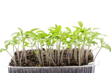 Parlak ve parlak tohumlar. Domates toprakta büyür. Tıpkı küçük bir orman tarım kavramı gibi.