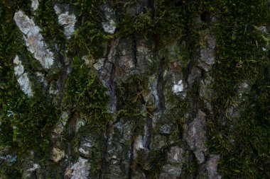 Orman bitkilerinin gizemli yeşil yosun dokusuyla kaplı gri ağaç kabuğu vahşi yaşam tasarım konsepti için yakın plan