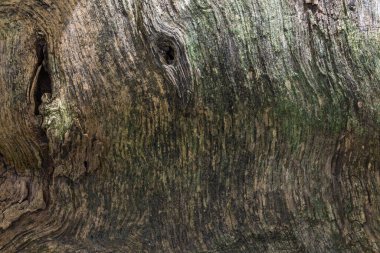 Parlak ahşap desen ve dışbükey düz yüzey yakın plan tasarım için doğal arkaplan değil