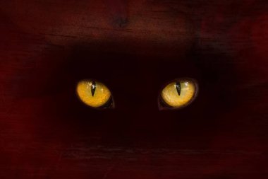 Bilinmeyen bir hayvanın büyük turuncu gözleri kırmızı bir sisin etrafında parıldıyor. Gizem ve cadılar bayramı kavramı.