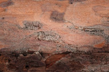 Tasarım çevresi kavramı için çam ağacının yakın plan geçmişini kaplayan ilginç doğal desenlere sahip güzel ağaç kabuğu dokusu.