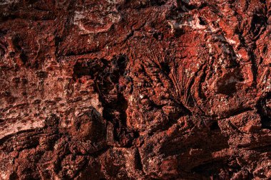 Vahşi ormanın mistik yüzeyi çeşitli fantastik şekillerle pürüzsüz değildir. Tasarım için doğal arka plan.