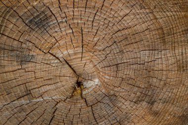 Ahşap kesim yakın çekim büyüleyici desenler tasarım için arka planı çatırdatır