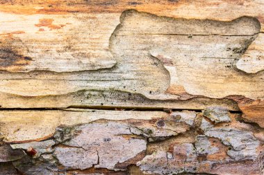 Bir orman ağacının dokusu vahşi yaşam ve çevre kavramına yakındır.