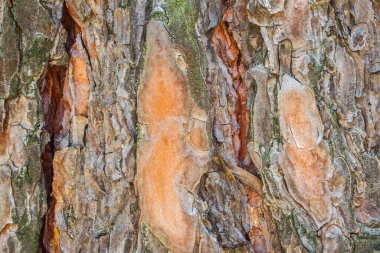 harika çam ağacı dokusu, parlak kabuğu yosun ile kaplı ve güzel doğal tasarım için çatlamış.