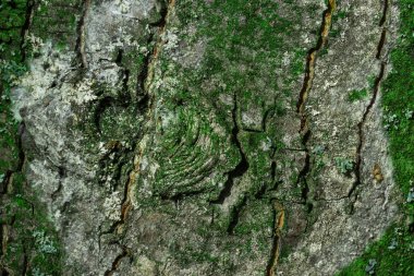 Tasarım için parlak yeşil yosunlarla kaplı gri kabuklu güzel ağaç gövdesi.