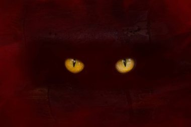 Kırmızı sis konsepti ve cadılar bayramı etrafındaki karanlık delikten dışarı bakan turuncu parlak gözler.