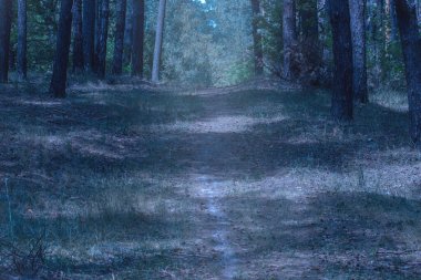 Akşamları çam ormanlarında gizemli bir patika yükselir fantastik ağaçlara güzel ve nefes kesici vahşi yaşama doğru.