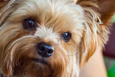 Kahverengi gözlü ciddi Yorkshire Teriyeri evcil hayvan kavramı
