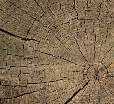 çatlaklara sahip eski bir kütüğün dokusu ve ahşap işçiliği tasarım kavramı için yuvarlak desenli bir arka plan