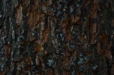 Tasarım konsepti için kısmen soyulmuş ağaç kabuğu duvar kağıdı olan bir ağaç gövdesinin gizemli dokusu.