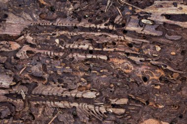 Ağaç kabuğu dokusunun ters tarafındaki delikler böcek ısırığından kaynaklanıyor. Tasarım doğa kavramı için arka plan.