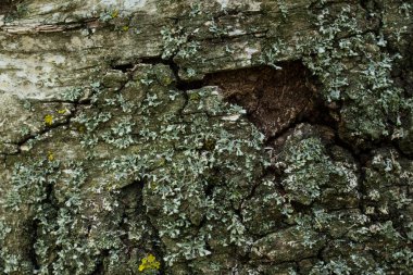Bir ağaç gövdesinin çatlamış gövdesi doğal desenlerle tasarlanmış vahşi yaşam konsepti için duvar kağıtlarını kapatıyor.