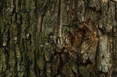Bir orman ağacı kabuğu dokusu tasarım konsepti için yakın çekim grunge arka plan